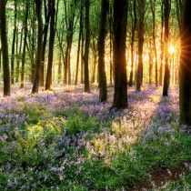 Bluebell Wood sq diy kitchen glass splashback