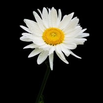 Daisy sq diy kitchen glass splashback