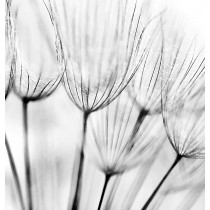 Dandelion diy kitchen glass splashback