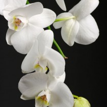 White Orchid sq diy kitchen glass splashback