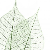 Skeleton Leaves sq diy kitchen glass splashback