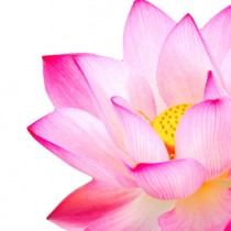 Pink Lotus diy kitchen glass splashback