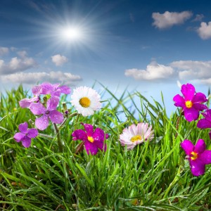 Blooming Meadow diy kitchen glass splashback