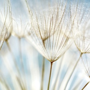 Dandelion-Blue sq diy kitchen glass splashback