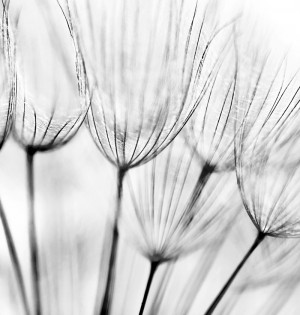 Dandelion diy kitchen glass splashback