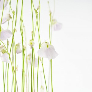 Delicate Floral sq diy kitchen glass splashback