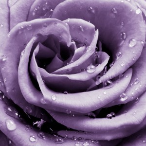 Lilac-Rose sq diy kitchen glass splashback