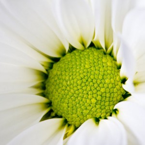 White Flower sq diy kitchen glass splashback