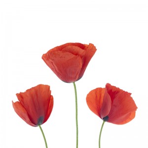 Poppies sq diy kitchen glass splashback