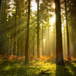Sunlit Forest sq diy kitchen glass splashback