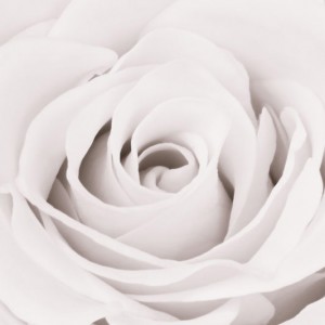 White Rose sq diy kitchen glass splashback