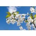 Blossom Branch diy kitchen glass splashback