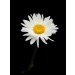 Daisy diy kitchen glass splashback