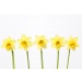 Daffodil diy kitchen glass splashback