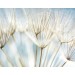 Dandelion-Blue diy kitchen glass splashback