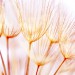 Dandelion-Summer diy kitchen glass splashback