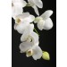 White Orchid diy kitchen glass splashback