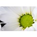 White Flower diy kitchen glass splashback