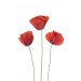 Poppies diy kitchen glass splashback