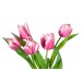 Pink Tulips diy kitchen glass splashback
