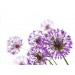 Purple Allium diy kitchen glass splashback