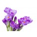 Purple Crocus diy kitchen glass splashback
