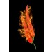 Red Hot Chilli Pepper diy kitchen glass splashback